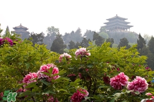 7月份去北京穿什么？七月份去北京穿衣搭配