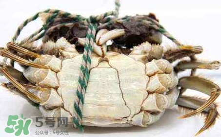 為什么說六月黃有公蟹沒有母蟹？怎樣區分螃蟹的公母