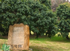掛綠為什么只有一株？掛綠荔枝為什么不多種？