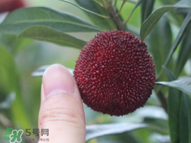 楊梅放冰箱能放幾天？楊梅可以放冰箱嗎？