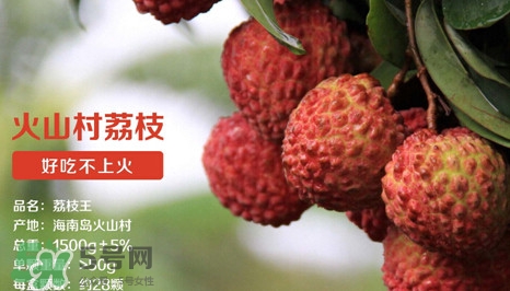 荔枝王的產地是哪里？荔枝王產地在哪兒