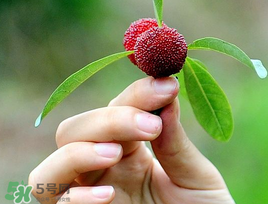 楊梅和花生能一起吃嗎？吃了楊梅還能吃生花生嗎？
