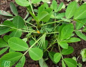 六月份還可以種花生嗎？六月份種花生可以嗎？