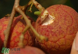 荔枝王的產地是哪里？荔枝王產地在哪兒