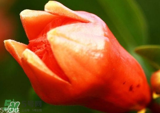 石榴花有毒嗎？石榴花能吃嗎？