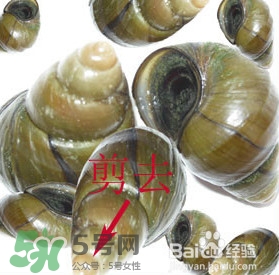 海螺怎樣吃才正確圖解？海螺哪里不能吃圖示
