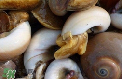 海螺是發物嗎？海螺是不是發物
