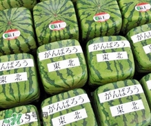 方形西瓜是如何種出來的？方形西瓜是怎么長成的
