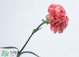 父親節(jié)可以送康乃馨嗎？父親節(jié)送康乃馨好不好？