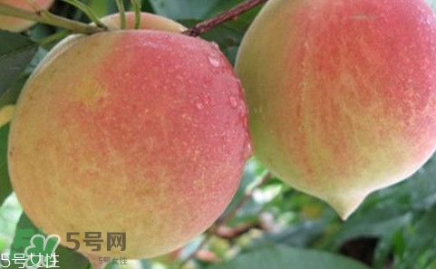 鷹嘴桃多少錢一斤2017？鷹嘴桃市場價格
