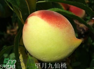 九仙桃什么時候成熟？九仙桃什么時候上市