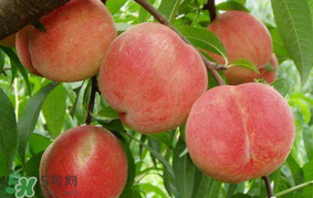 水蜜桃可以和香蕉一起吃嗎？水蜜桃可以跟香蕉同吃嗎？