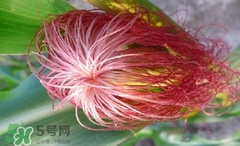 玉米須怎樣保存？玉米須可以曬干保存嗎？