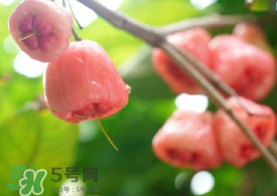 蓮霧什么季節吃最好？什么品種的蓮霧最好吃