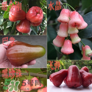 蓮霧什么季節吃最好？什么品種的蓮霧最好吃
