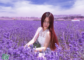 六月份還有薰衣草嗎？6月份哪里有薰衣草？