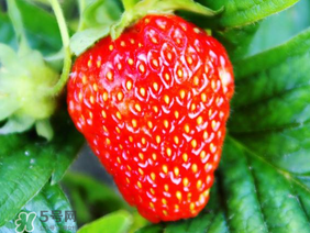 夏天有草莓嗎？夏天草莓結果嗎？