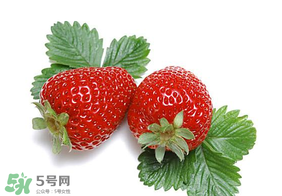 夏天有草莓嗎？夏天草莓結果嗎？