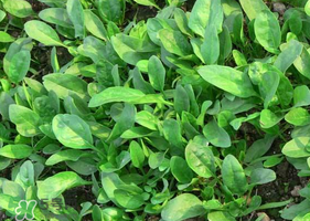 夏天可以種菠菜嗎？夏天菠菜為什么難種植？
