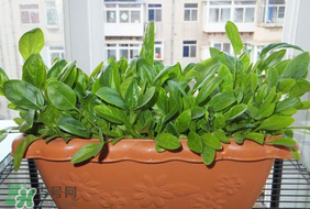 夏天可以種菠菜嗎？夏天菠菜為什么難種植？