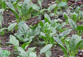 夏天可以種菠菜嗎？夏天菠菜為什么難種植？