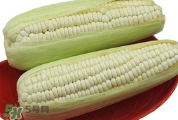 糯玉米怎么保存時間長？新鮮的糯玉米如何保存