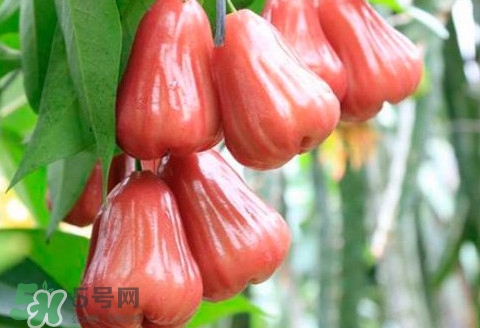 蓮霧什么季節成熟？蓮霧什么時候成熟