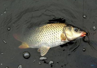 六月份怎么釣鯽魚？6月份釣鯽魚用什么餌料？