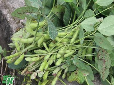 六月份可以種毛豆嗎？六月份毛豆怎么種植？