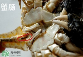 面包蟹是哪里產的？面包蟹哪里不能吃圖解