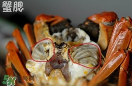 面包蟹是哪里產的？面包蟹哪里不能吃圖解