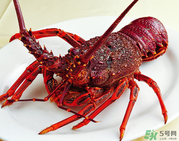 澳洲龍蝦是淡水的嗎？澳洲龍蝦是海鮮嗎？