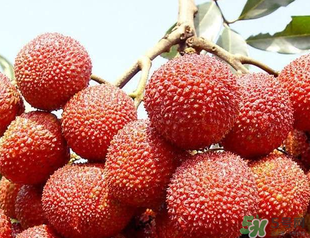 荔枝吃多了會胖嗎？吃荔枝會長胖嗎？