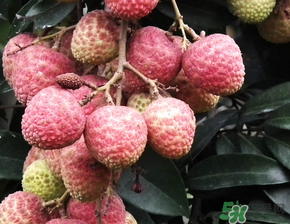 荔枝吃多了會流鼻血嗎？吃荔枝會流鼻血嗎？