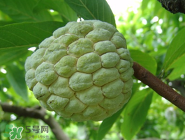 番荔枝什么時候成熟？番荔枝什么時候開花？