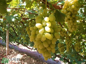 馬奶葡萄多少錢一斤？馬奶葡萄2017價格