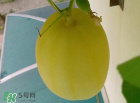 黃金瓜什么時候成熟？黃金瓜什么時候吃？