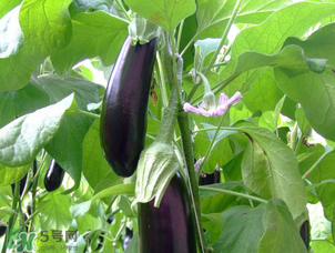 茄子怎么挑選？如何挑選茄子？