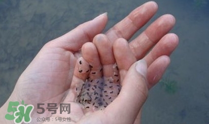 蟾蜍是不是癩蛤??？蟾蜍和青蛙的區別