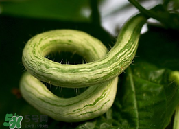 蛇瓜什么時候種？蛇瓜的種植方法