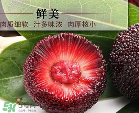 荸薺楊梅和東魁楊梅哪個(gè)好吃？荸薺楊梅跟東魁楊梅有什么區(qū)別？