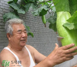 砍瓜種子哪里有賣的？砍瓜多少錢一斤？
