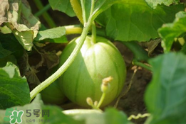 菜瓜多少錢一斤？菜瓜怎么挑？