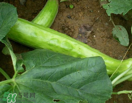 菜瓜多少錢一斤？菜瓜怎么挑？