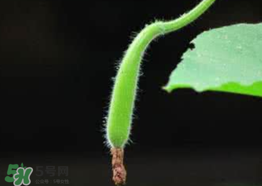 苦瓠子有毒嗎？苦瓠子中毒怎么辦？