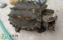鱷龜為什么不能放生？鱷龜咬人嗎？