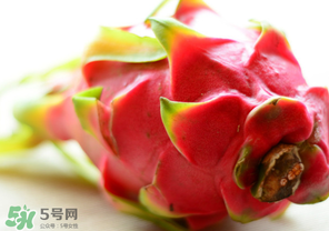 七月份可以種火龍果嗎？火龍果什么時候種植？