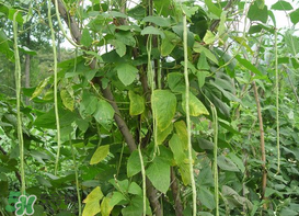 7月份可以種豆角嗎？豆角幾月份種？