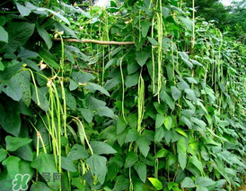 7月份可以種豆角嗎？豆角幾月份種？
