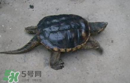 鱷龜怎么飼養(yǎng)？鱷龜吃什么
